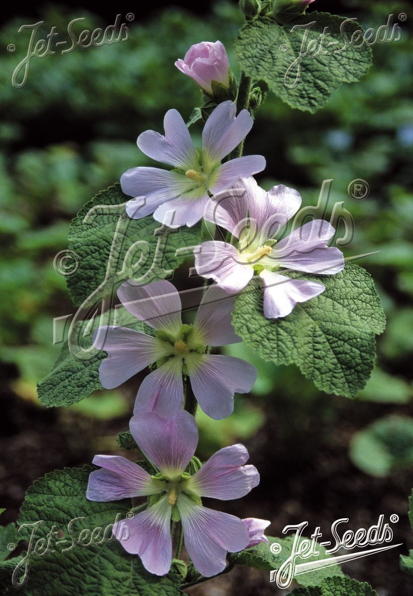 Bleikstokkrose - Alcea pallida