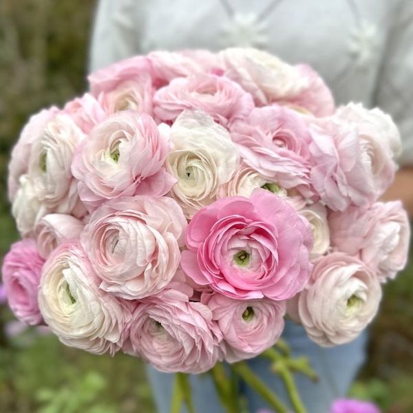 Hovedbilde Ranunkel 'Elegance® Bianco Sfumato' - Ranunculus, 7 stk.