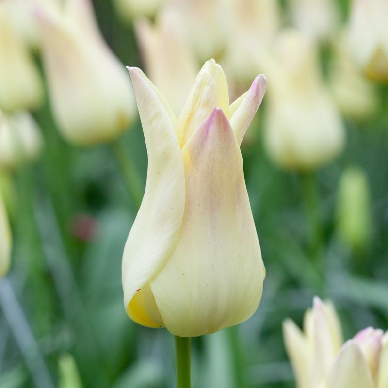 Tulipan 'Elegant Lady', liljeblomstrende - 8 stk
