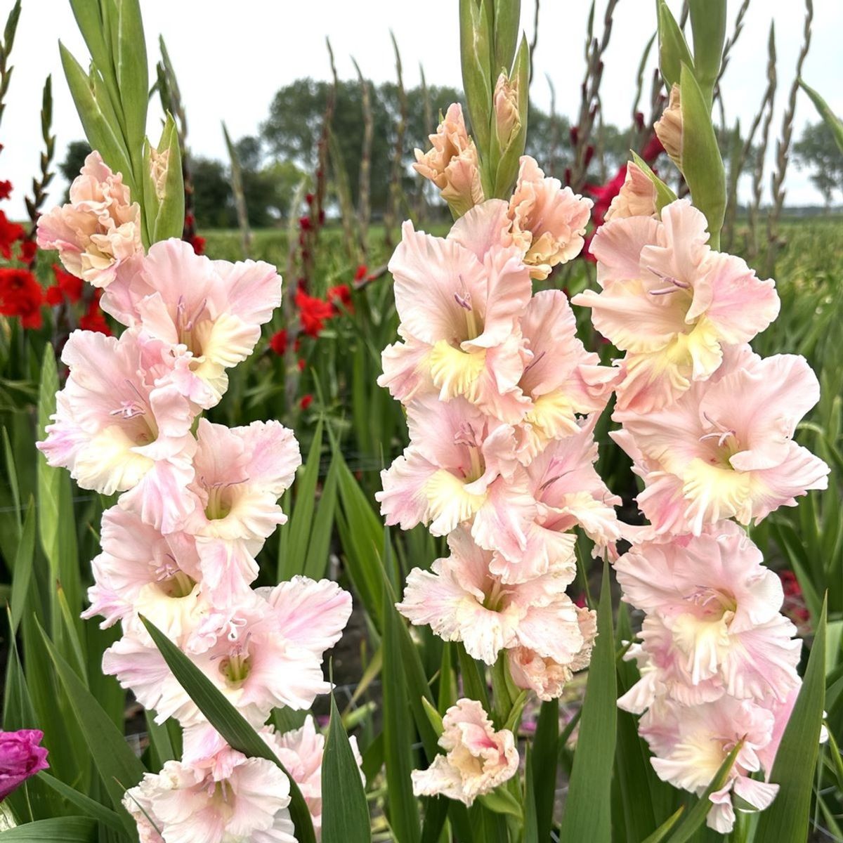 Gladiol 'Pink Lightning' - Gladiolus, 10 stk.