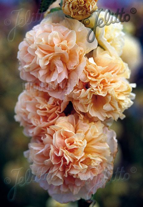 Hovedbilde Stokkrose 'Chater's Double Chamois'  - Alcea rosea 