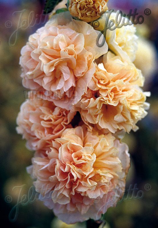 Stokkrose 'Chater's Double Chamois'  - Alcea rosea 