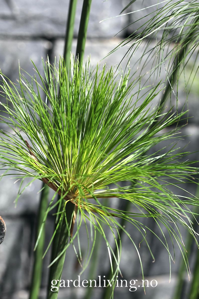 Papyrus - Cyperus papyrus