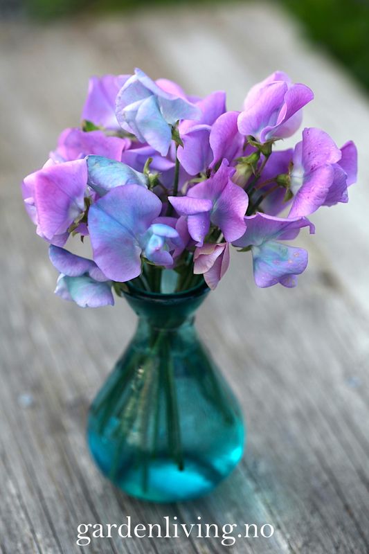 Blomsterert 'Turquoise Lagoon' - Lathyrus odoratus