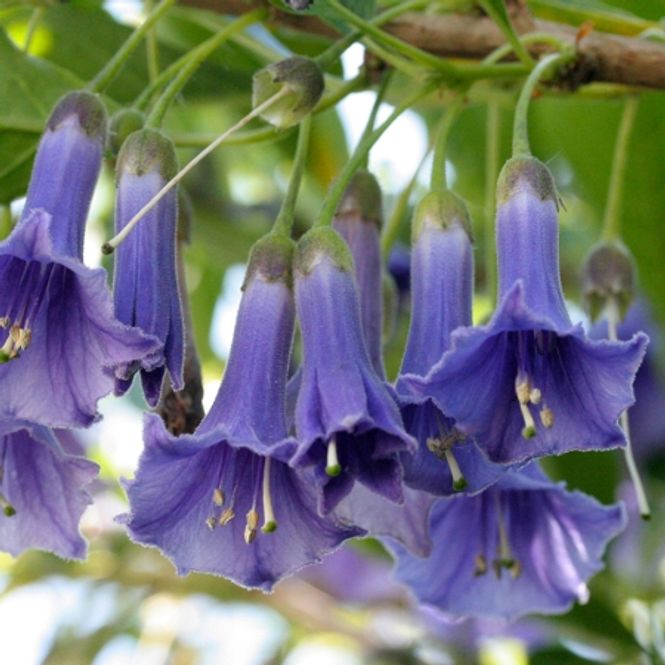 Hovedbilde Iochroma australe
