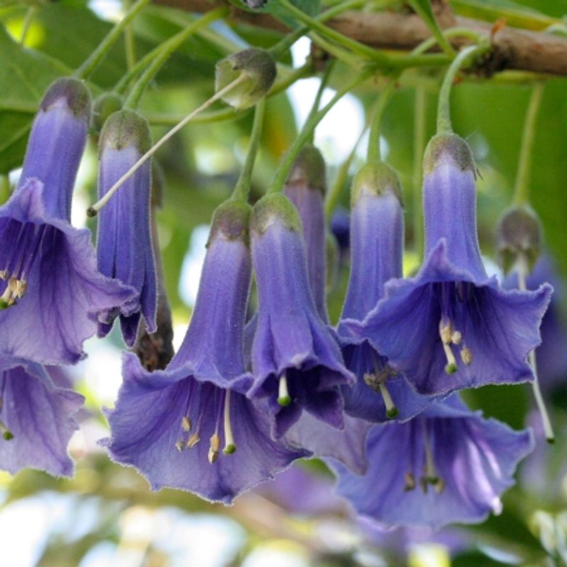 Iochroma australe