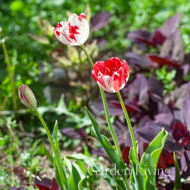 Historisk tulipan 'Mabel' - 1 stk