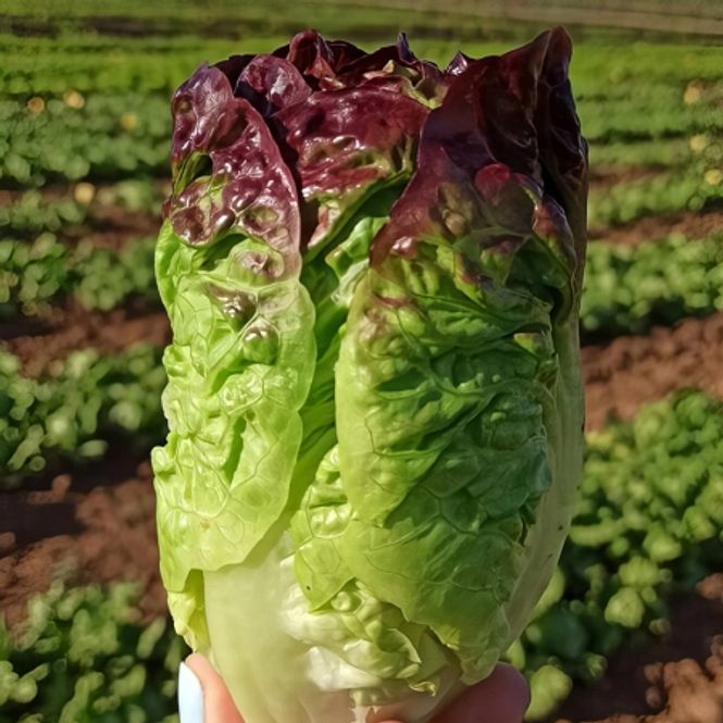Hovedbilde Romanosalat 'Acherito' - Lactuca