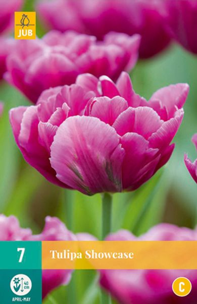 Hovedbilde Tulipan 'Showcase', tidlig dobbel - 7 stk