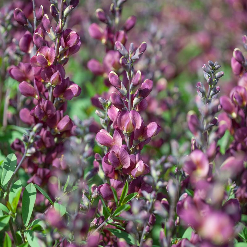 Fargeskolm 'Burgundy Blast' ® - Baptisia