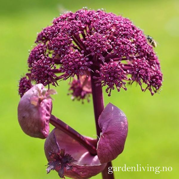 Hovedbilde Rødkvann - Angelica gigas