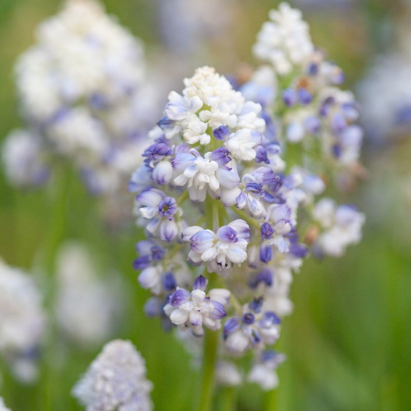 Perleblomst 'Lady Madonna' - Muscari - 15 stk