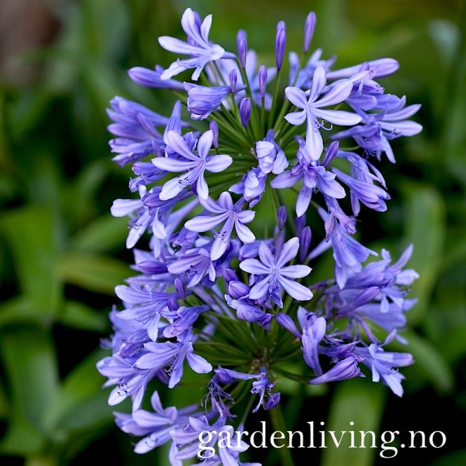Hovedbilde Afrikalilje 'Blue Giant' - Agapanthus africanus - 1 stk