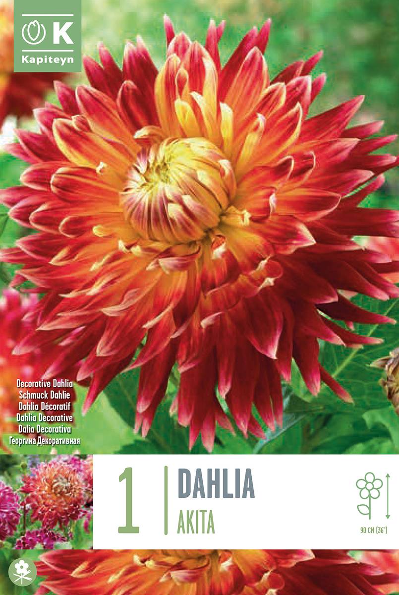 Georgine 'Akita - Dahlia x cultorum, 1 stk.