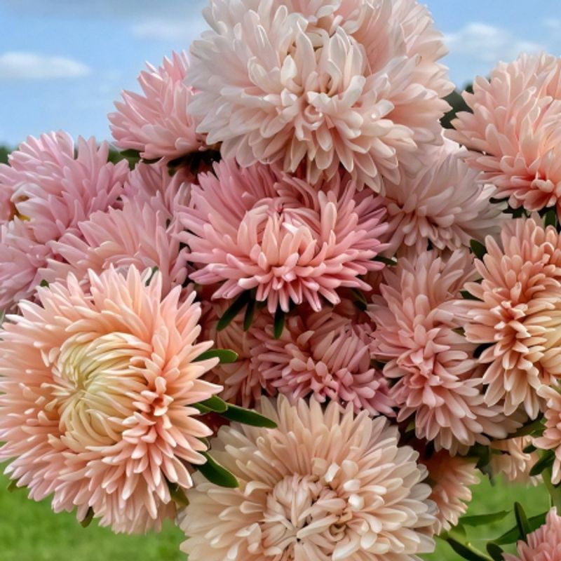 Sommeraster 'Lady Coral Chamois' - Callistephus chinensis