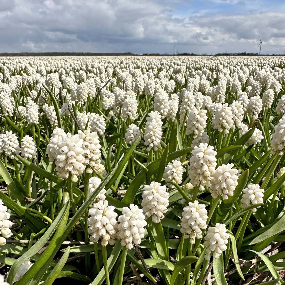 Perleblomst 'White Magic' - 10 stk