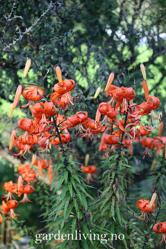Tigerlilje - Lilium lancifolium - 2 stk