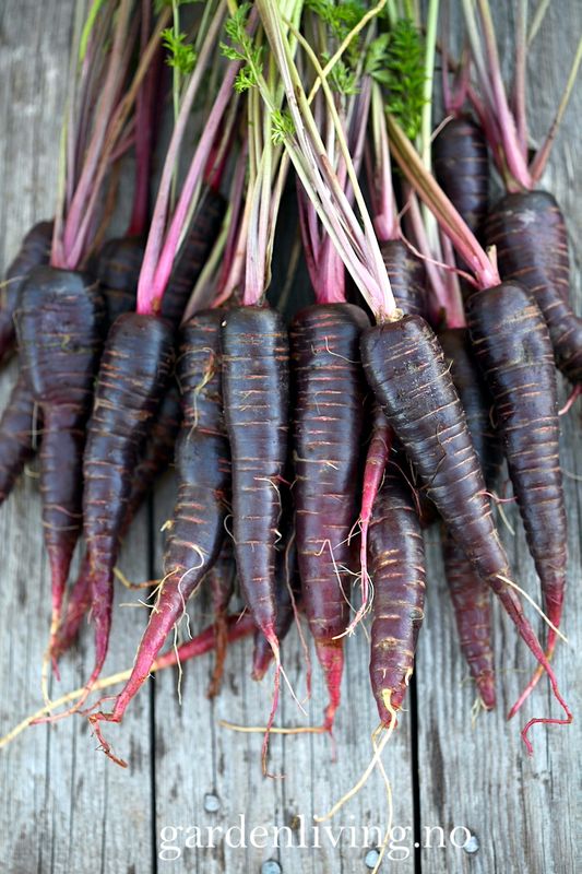 Gulrot 'Purple Hybrid' F1 - Daucus carota