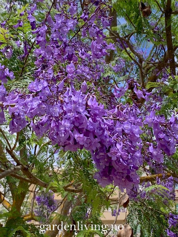 Jacaranda mimosifolia