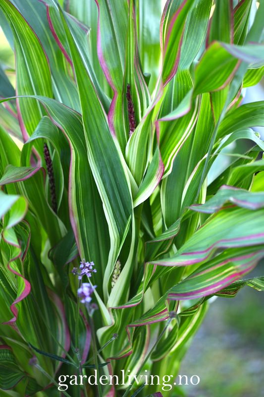 Prydmais 'Japonica Variegata' - Zea mays var. japonica