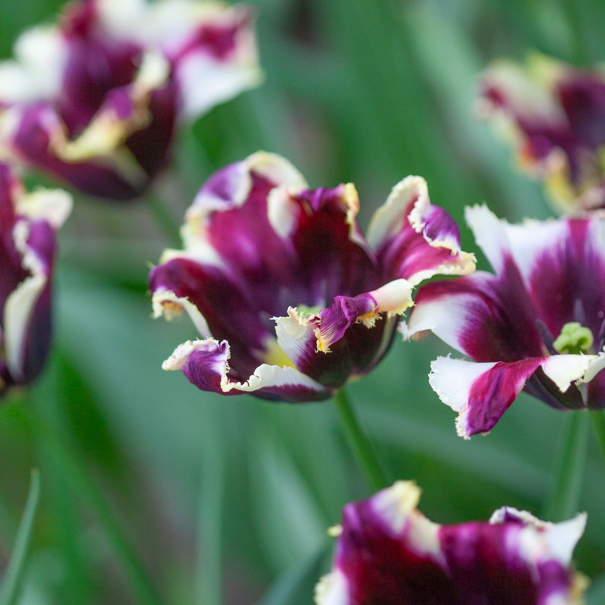 Tulipan 'Gavota Special', frynsetulipan - 10 stk