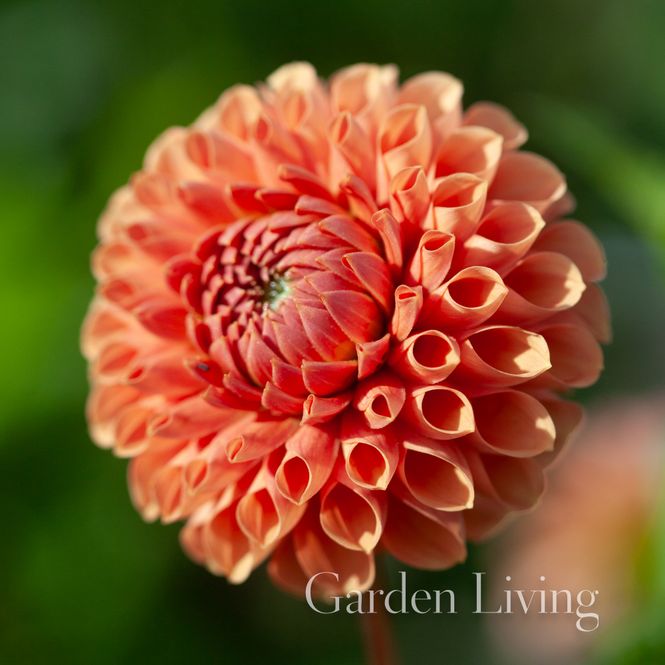 Hovedbilde Georgine 'Cornel Brons' - Dahlia x cultorum, 1 stk.
