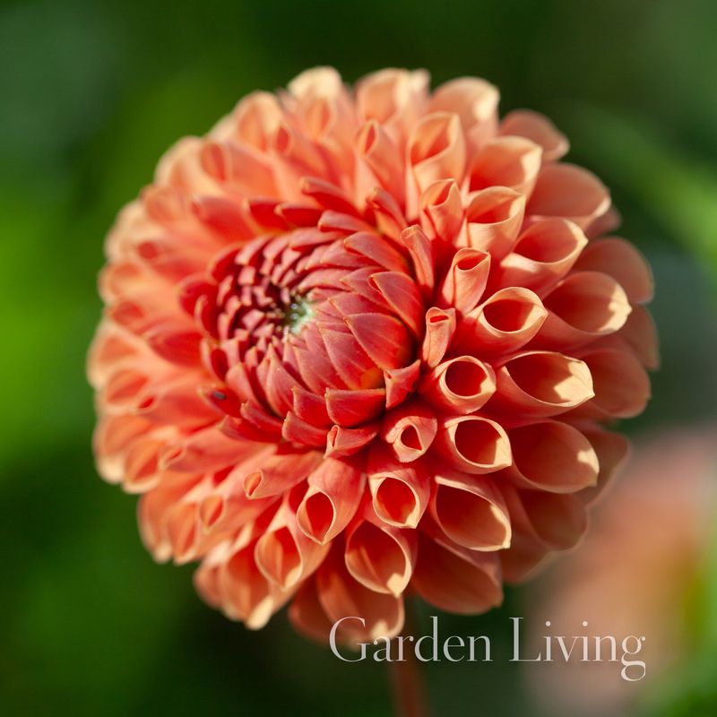 Georgine 'Cornel Brons' - Dahlia x cultorum, 1 stk.