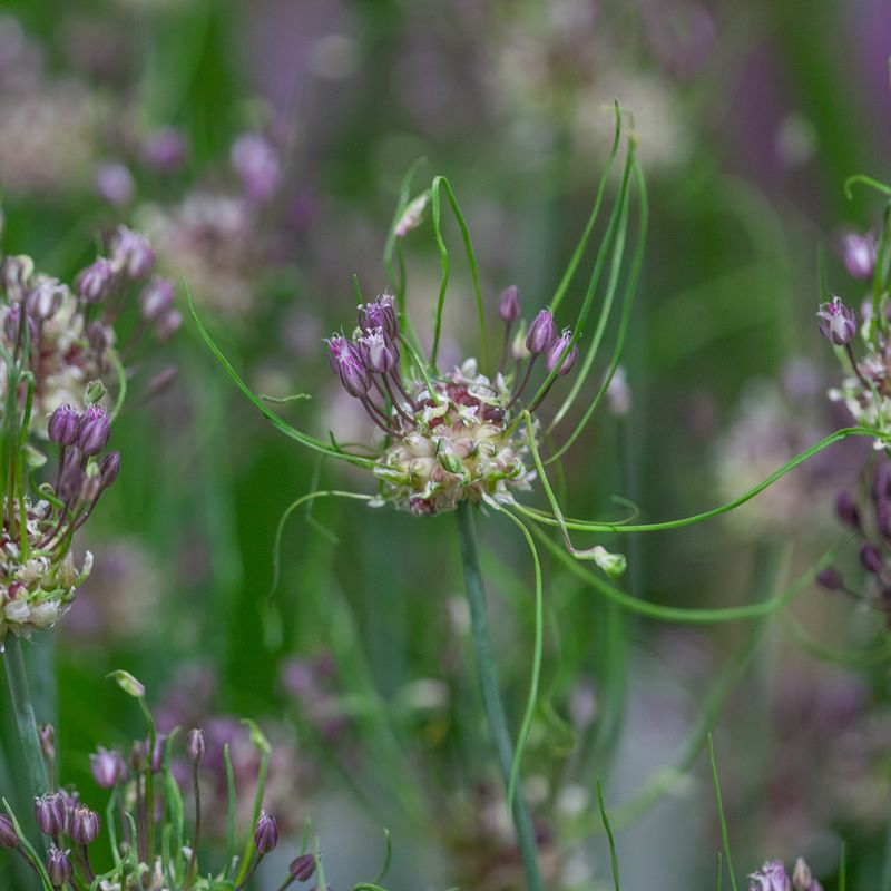 Bendelløk 'Art' - Allium scorodoprasum - 10 stk 