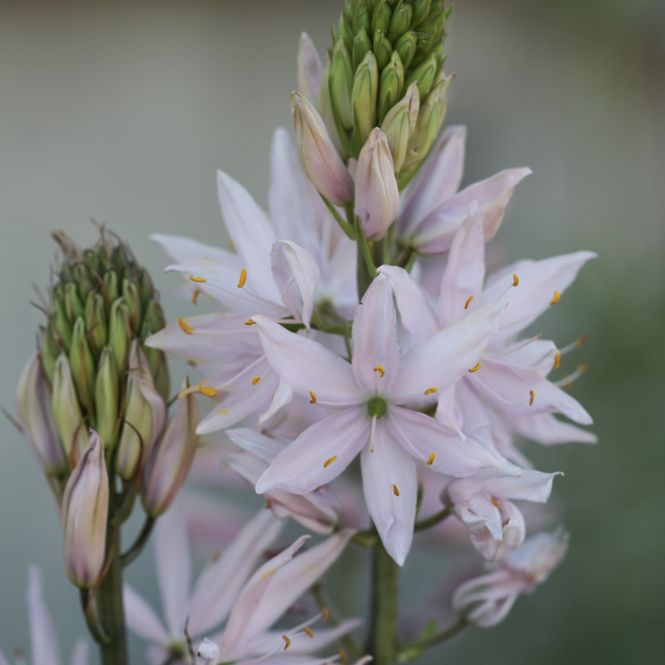 Hovedbilde Bjørnestjerne 'Pink Star' - Camassia leic. - 1 stk 