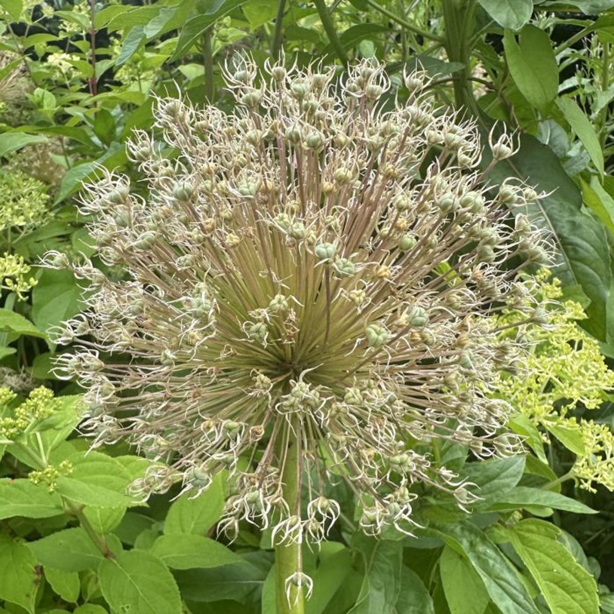 Skjeggløk 'White Giant' - Allium stipitatum, 3 stk