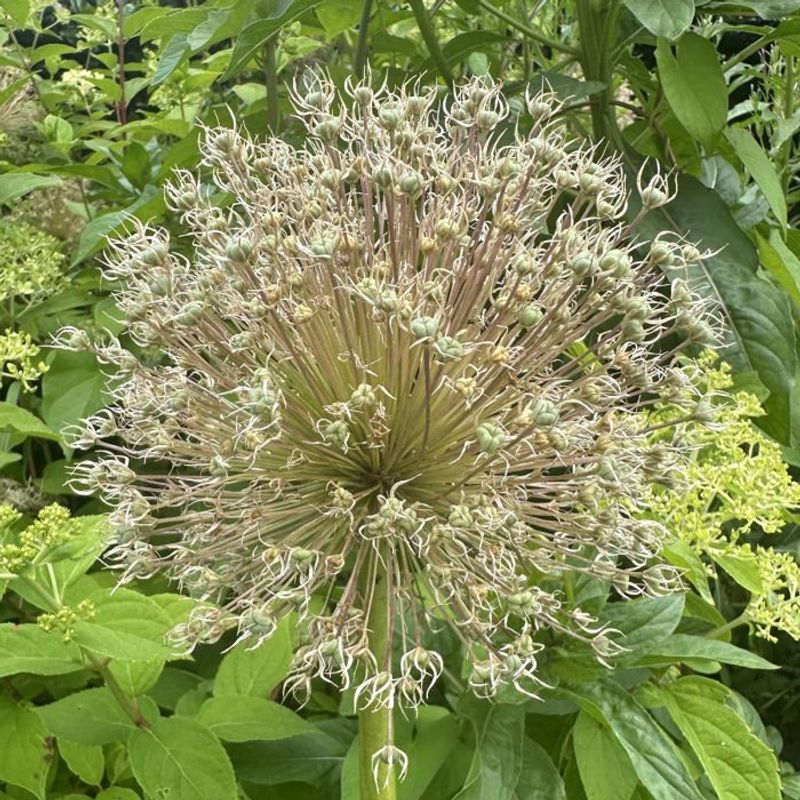 Skjeggløk 'White Giant' - Allium stipitatum, 3 stk