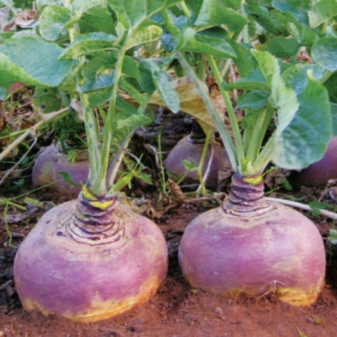 Hovedbilde Kålrot 'Tyne' F1 - Brassica napus var. napobrassica