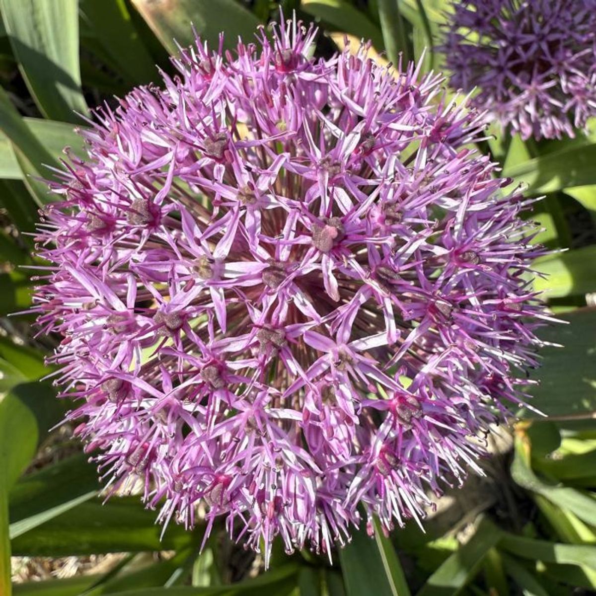 Prydløk 'Party Balloons' - Allium  - 1 stk