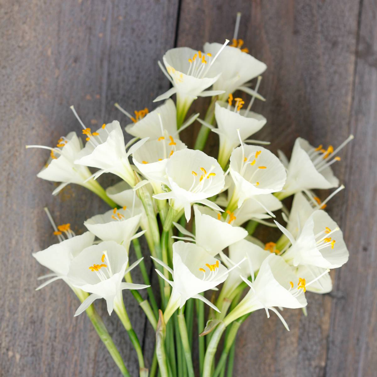 Dvergnarsiss 'White Petticoat' - Narcissus bulbocodium 5 stk
