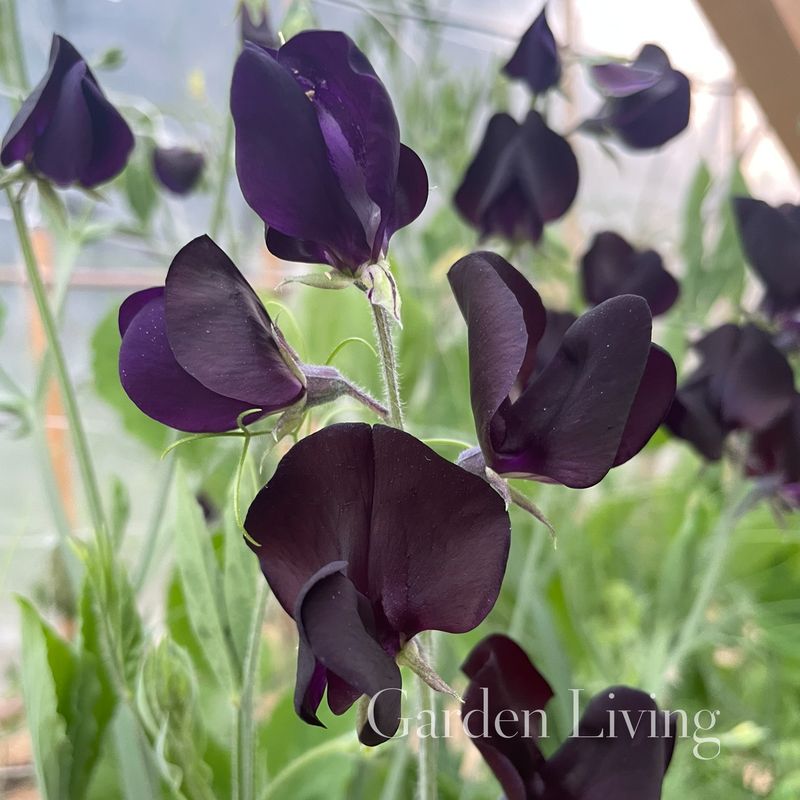 Blomsterert 'Almost Black' - Lathyrus odoratus 