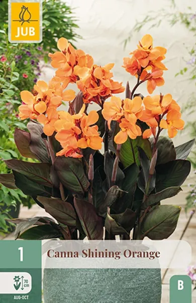 Hovedbilde Kanna 'Shining Orange' - Canna, 1 stk.