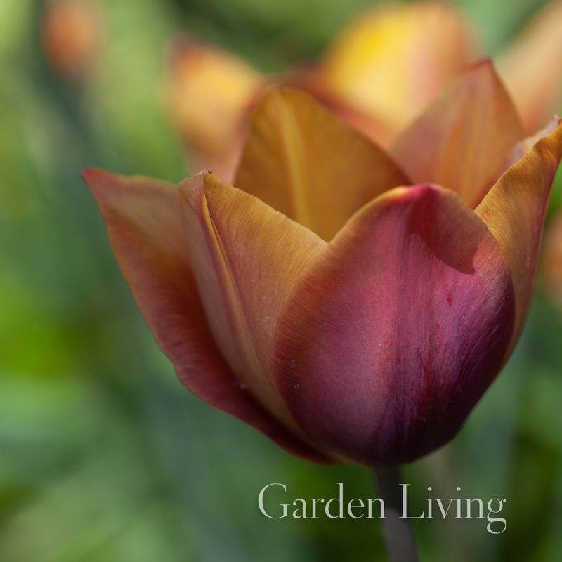 Historisk Tulipan 'Old Times - Tulipa - 1 stk 