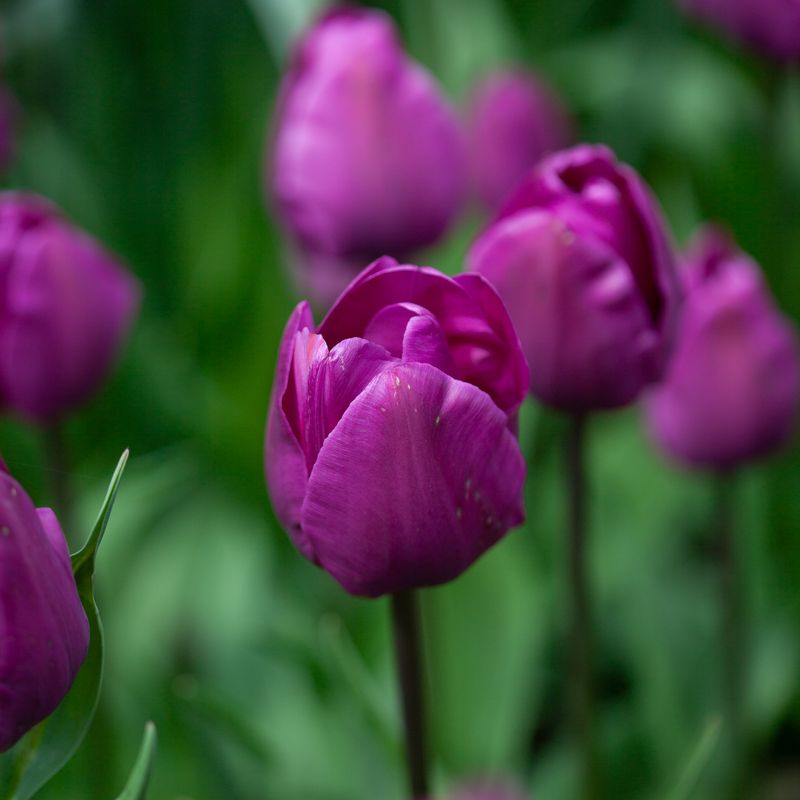 Tulipan 'Negrita', triumphtulipan - 7 stk