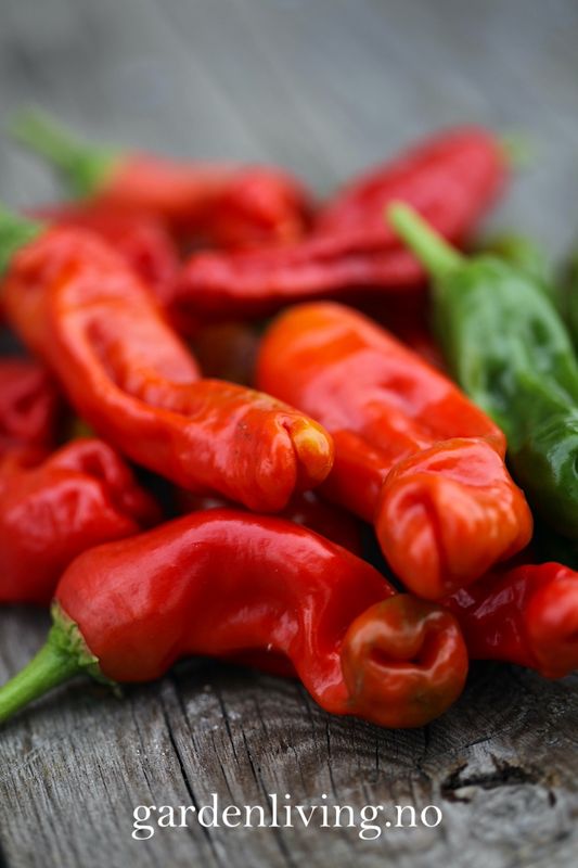 Chilipepper 'Peter Pepper Red'/'Penis Chili'- Capsicum annuum