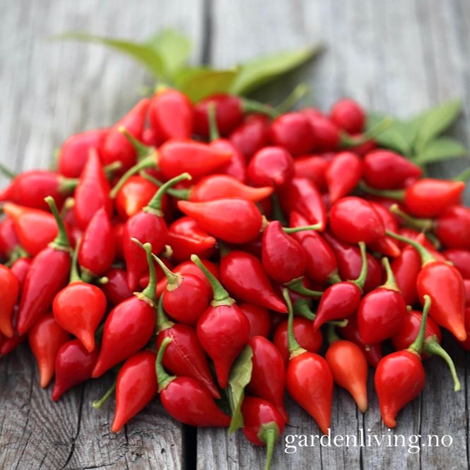 Hovedbilde Chilipepper 'Biquinho Red' - Capsicum annuum