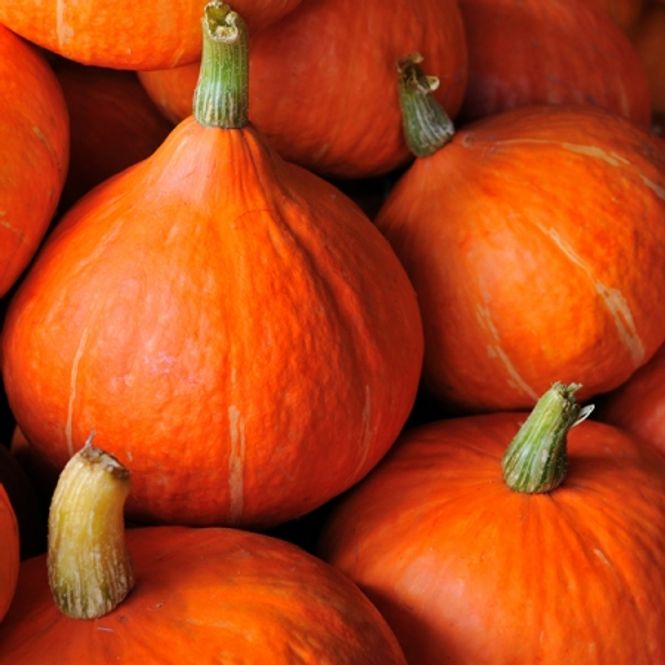 Hovedbilde Gresskar 'Potimarron  - Cucurbita