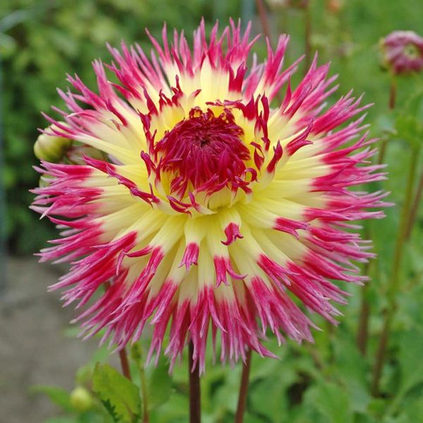Hovedbilde Georgine 'Lindsay Michelle' - Dahlia x cultorum, 1 stk.
