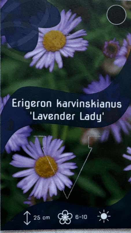 Sommerbakkestjerne 'Lavender Lady' - Erigeron karvinskianus 