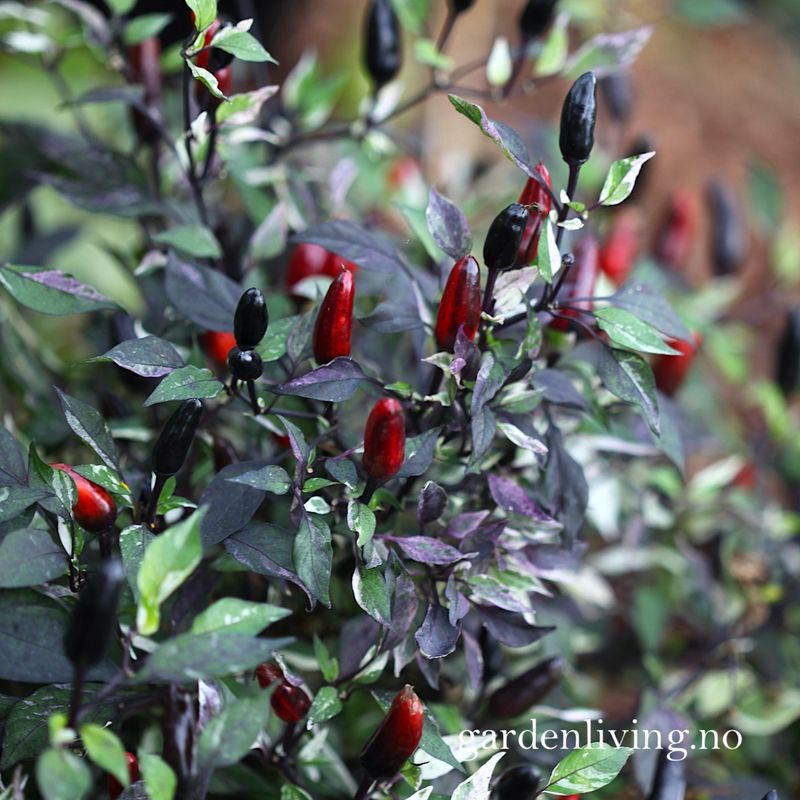 Chilipepper 'Calico' - Capsicum annuum