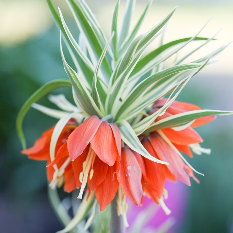 Keiserkrone ’Argenteovariegata’ - Fritillaria imperiali - 1 stk