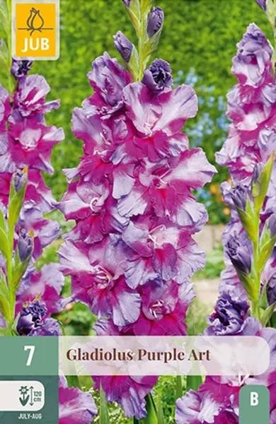 Hovedbilde Gladiol 'Purple Art' - Gladiolus, 7 stk.