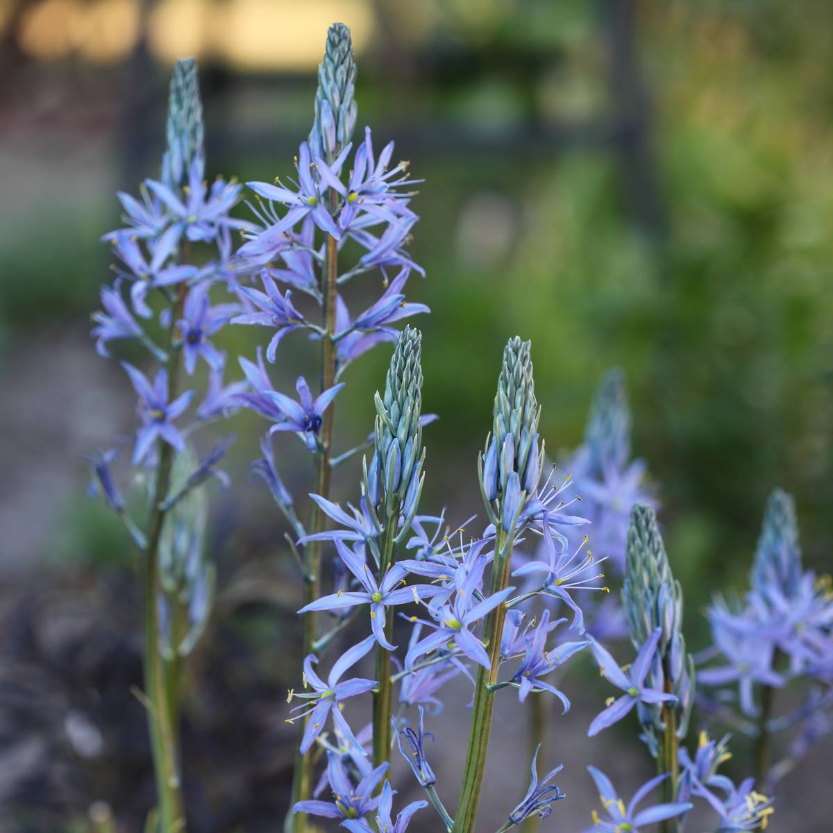Bjørnestjerne 'Blue Candle’ - Camassia lei. - 1 stk