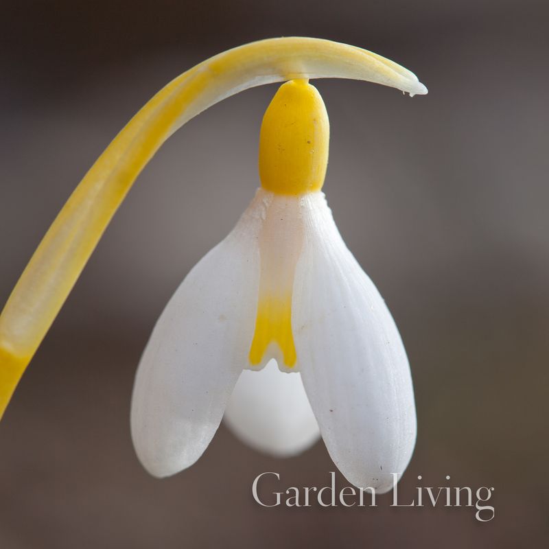 Snøklokke 'Spindlestone Surprise' - Galanthus - 1 stk