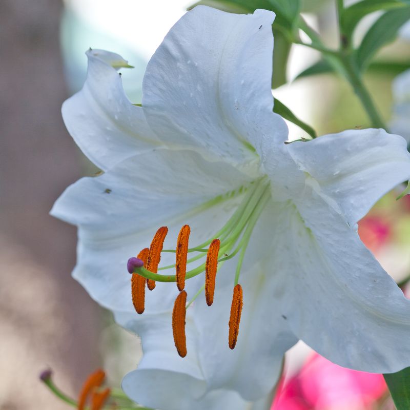 Orientalsk lilje 'Casa Blanca' - Lilium, 2 stk.