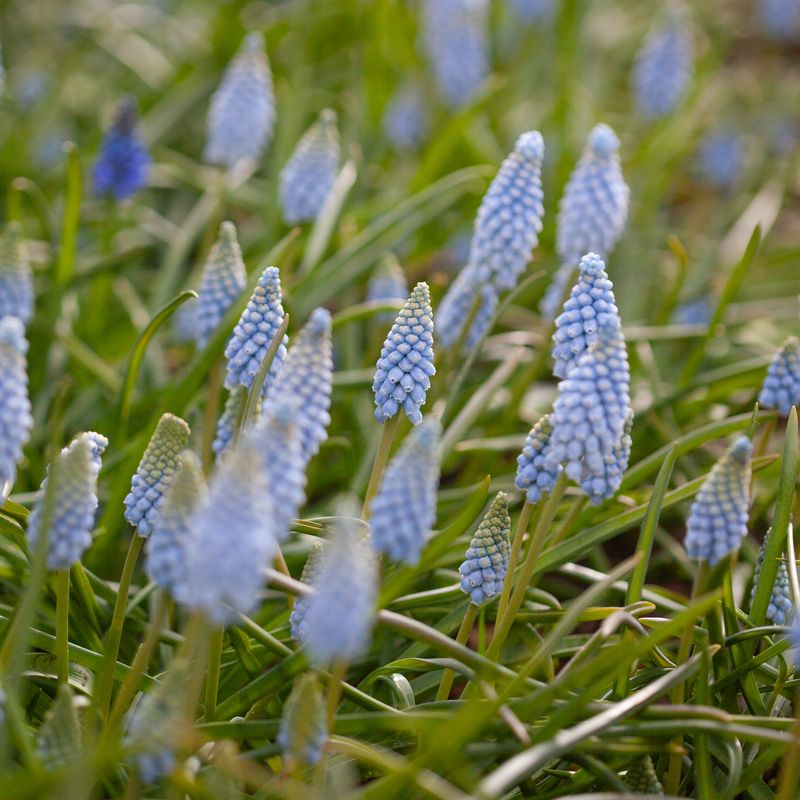 Armeniaperleblomst ’Valerie Finnis’ - Muscari armeniacum